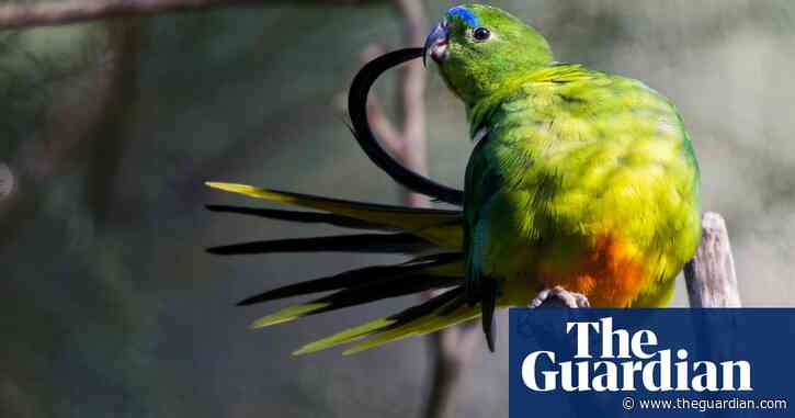 Breeding birds in captivity may alter their wing shapes and reduce post-release survival chances