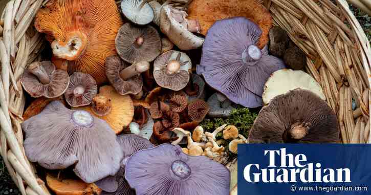 ‘The fungal awakening’: how we came to love (and fear) fungi