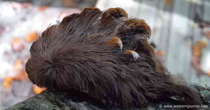 Parental Advisory: If You See One of These Cute and Furry Creatures, Keep Your Child Away