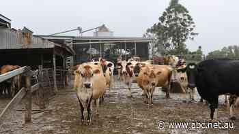 One year after the floods, dairy farmers are battling to lift milk production as illness takes its toll