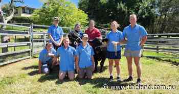 Steer prepped for a spectacular return