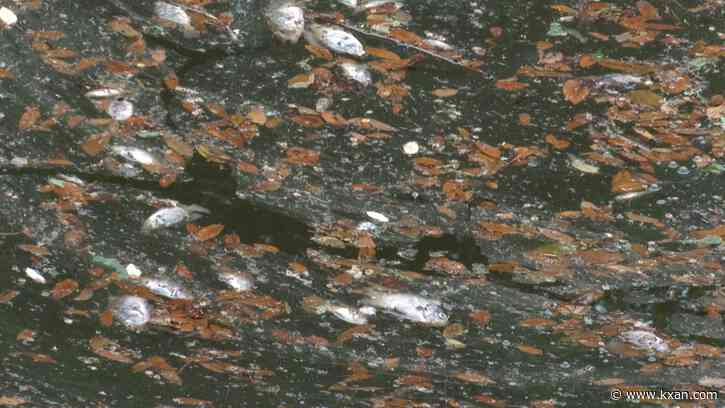 Fish killed by spill in Shoal Creek pile up at dam, City of Austin says it already cleaned up