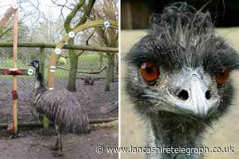 Blackpool Zoo emu Ollie to celebrate 40th birthday next week
