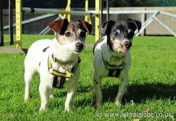 Dogs of week: Lady and Sugar looking for their forever home