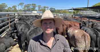 Dorrigo Top of the Drop weaners set a new benchmark