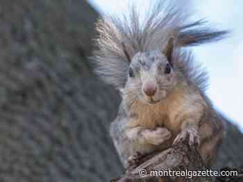 Montreal weather: Fast and flurrious