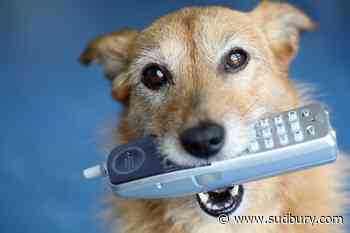 ICYMI: Barrie Police respond after dog calls 911