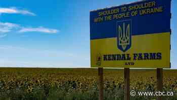 Field of northern Alberta sunflowers grows into seed money for Ukrainian refugees