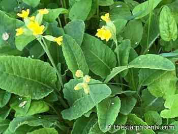 Enjoying the wild garden