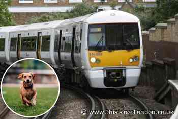 Trains halted near Eltham: Small dog runs underneath train