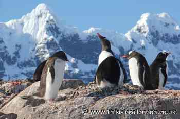 UK charity searching for recruits to count penguins in Antarctica