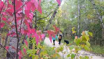 The neighbourhood that never was: How Winnipeg's Assiniboine Forest was almost a paved-over paradise