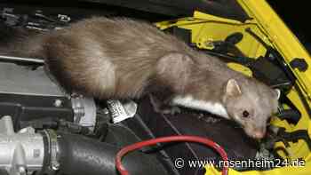 Tipps gegen Marderschaden: Wie Sie Ihr Auto vor dem neugierigen Jäger schützen 