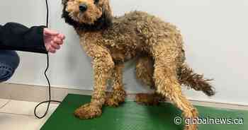 15 dogs rescued from apparent backyard breeder in Parkland County