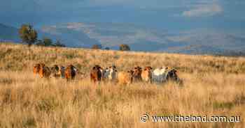 Versatile grazing country for 2300 breeders | Video