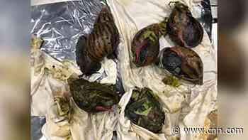 Customs officers confiscate 6 illegal giant African snails at Detroit airport