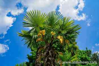 Victoria resident sues after palm trees die, claiming they were ‘negligently’ planted