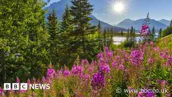Nature in danger as mountain forest loss quickens