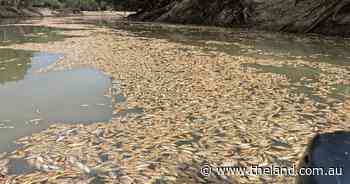 Ecological disaster as Menindee residents cart water again