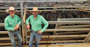 Cheaper steers at Tamworth with $1510 top