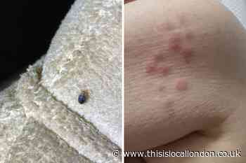 Belvedere pensioners battle with bedbugs in Flaxman Court apartments