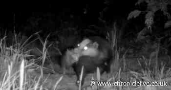 Northumberland wildlife including otters and baby badgers captured in series of night-vision videos