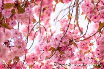 Pink blossom to flower this April and bring 'incredible' scenes