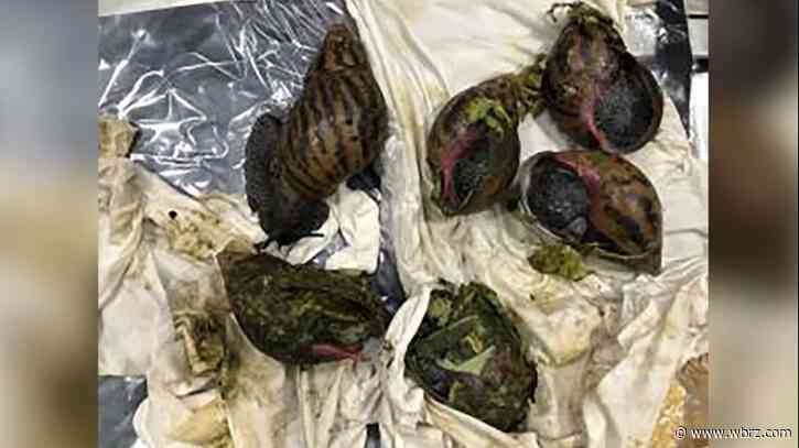 Customs officers confiscate 6 illegal giant African snails at Detroit airport
