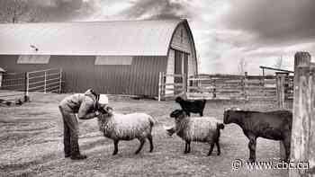 'Quite disheartening': The Alice Sanctuary no longer allowed tours, events, volunteer program
