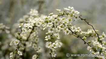 Quando inizia la primavera? Non è sempre il 21 marzo