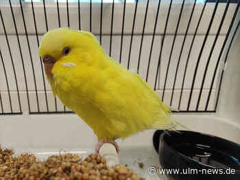Gelber Wellensittich aufgefunden