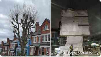 Haringey Council claims not felling tree will cost £1m