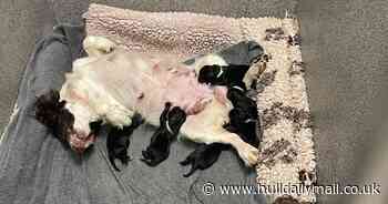 Quick-thinking police officers save six tiny blind puppies from being dumped in plastic bag