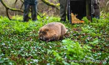 Beavers are being reintroduced to LONDON  - and you'll be able to go see them on 'beaver safaris'