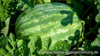Wassermelone jetzt auf der Fensterbank vorziehen