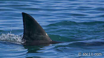 Shark attack off Hawaii's Big Island leaves man hospitalized with injuries to left hand and leg