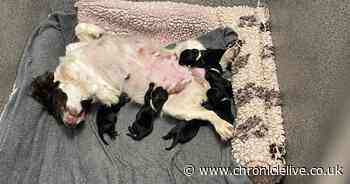 Six puppies tied in bag and about to be thrown to their death rescued by police officers