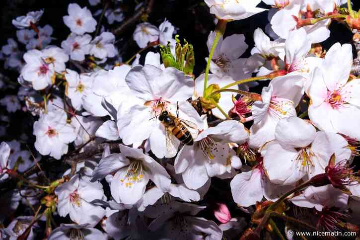 ARCHIVES KIDS-MATIN. Connaissez-vous vraiment le printemps?