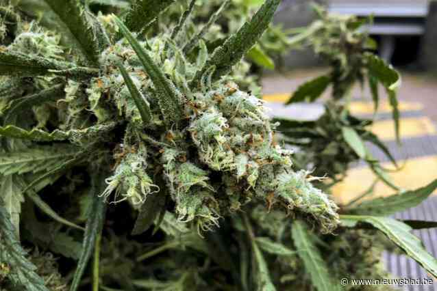 Politie stoot op wietplantage bij controle adreswijziging in Jeuk: drie personen gearresteerd