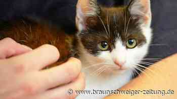 Tierquälerei: Katze aus Auto geworfen und überrollt