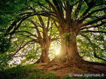 Prodotti a basso impatto per consumatori consapevoli: nasce Mangrovia