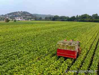 Il nuovo accordo tra Philip Morris Italia e il Masaf a sostegno della filiera tabacchicola italiana