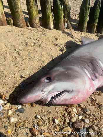 Hunt for head of ‘butchered’ shark that washed up on UK beach