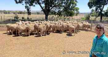 Research into containment joining of ewes