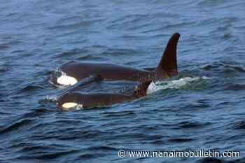 Researchers: Inbreeding a big problem for endangered orcas