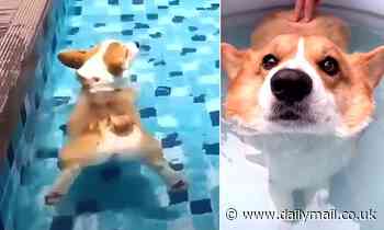 Corgis really DO have a bubble butt! Science explains why the lovable dog's rear floats on water 
