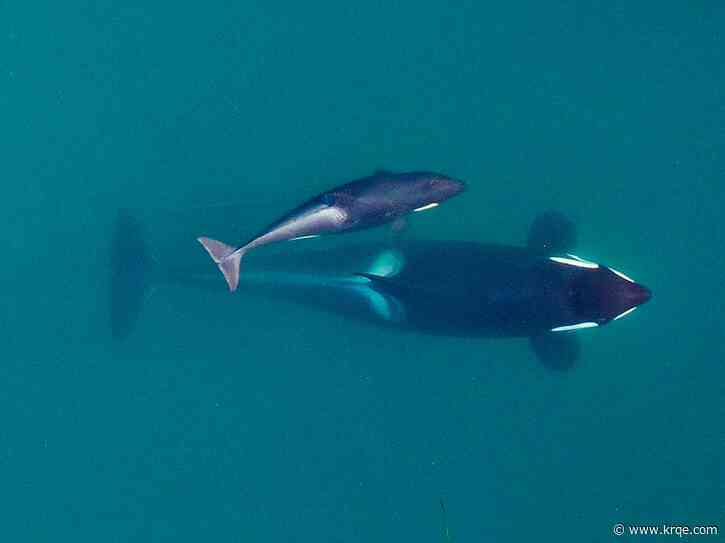 The big problem for endangered orcas? Inbreeding