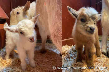 Tragic birth in Victoria petting zoo leads to happy beginnings for 2 mama goats