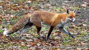 Niedersachsen: Vogelgrippe erstmals bei Füchsen nachgewiesen