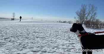 Calgary off-leash parks contaminated with dog feces, causing health problems: study